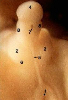 Name:  week11embryo_m.jpg
Views: 175845
Size:  18.2 KB