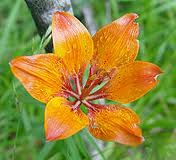 Name:  flower.jpg
Views: 75
Size:  6.1 KB