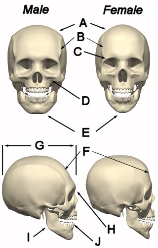 Name:  skull1.jpg
Views: 124655
Size:  29.7 KB