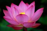 ~Lotus Blossom~'s Avatar