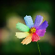 rainbowflower's Avatar