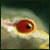 alicearaya's Avatar