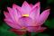 ~Lotus Blossom~'s Avatar