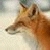 awynop's Avatar