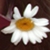 aledakela's Avatar